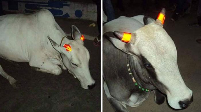 India cows get glow-in-the-dark horns to stop crashes