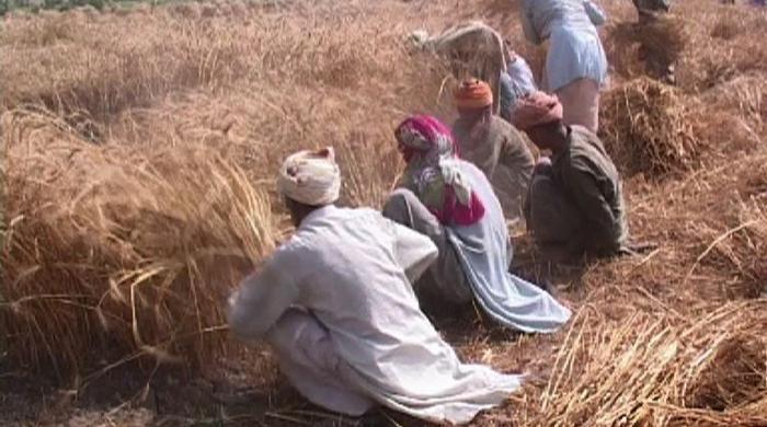 Smartphones for Punjab farmers Smartphones for Punjab farmers