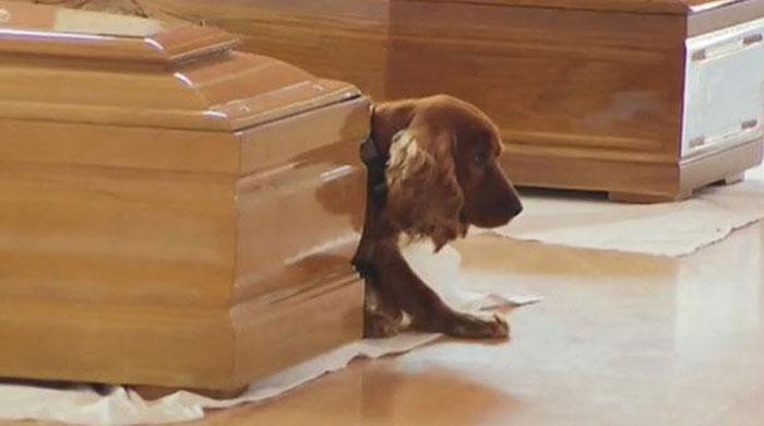 Loyal dog refuses to leave his dead master’s side after Italy earthquake