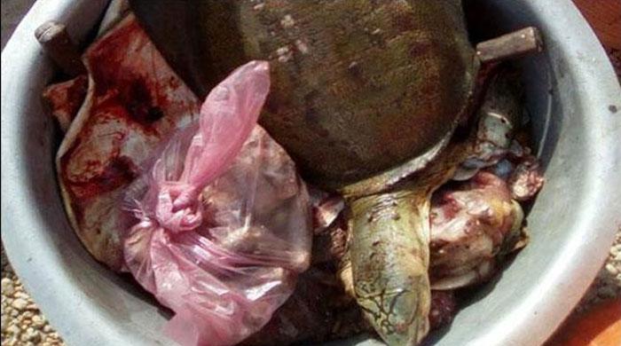 Police seize snake, turtle meat in Thatta raid