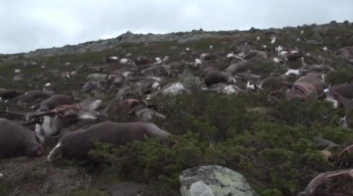 More than 300 reindeer killed by lightning in Norway