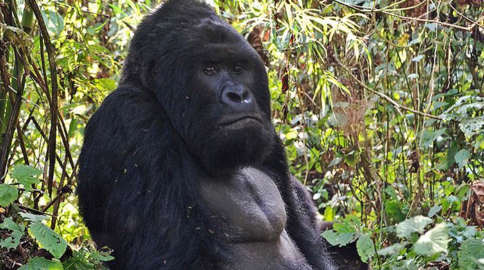World's largest gorillas 'one step from going extinct'