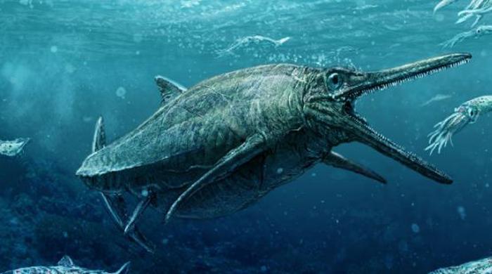 Move over Nessie: Scottish sea monster uncovered in national museum Move over Nessie: Scottish sea monster uncovered in national museum