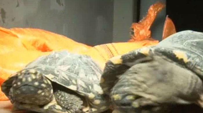 Wildlife officials seize over 500 turtles in Karachi