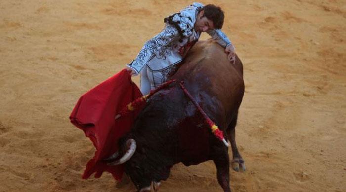 Thousands protest bullfighting in Spain as calls for ban strengthen