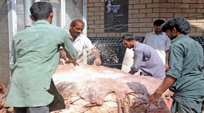 Sindh Government bans posters for collection of hides on Eid