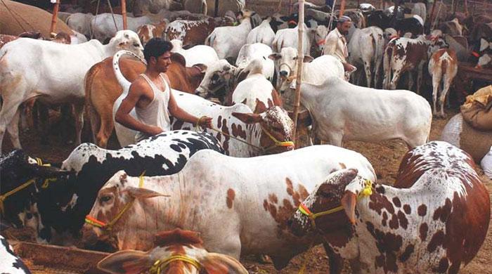 Pakistanis to sacrifice over 10 million animals this Eid