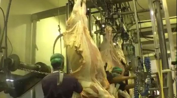 Inside an automated slaughterhouse