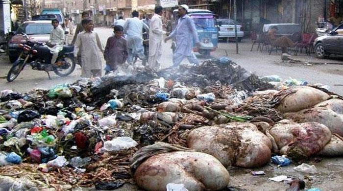 Karachi littered with offal of sacrificial animals
