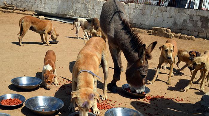 essays on animals as pets A morally just world would have no pets, no aquaria, no zoos no fields of sheep, no barns of cows that’s true animal rights. essays on animals as pets A morally just world would have no pets, no aquaria, no zoos no fields of sheep, no barns of cows that’s true animal rights.