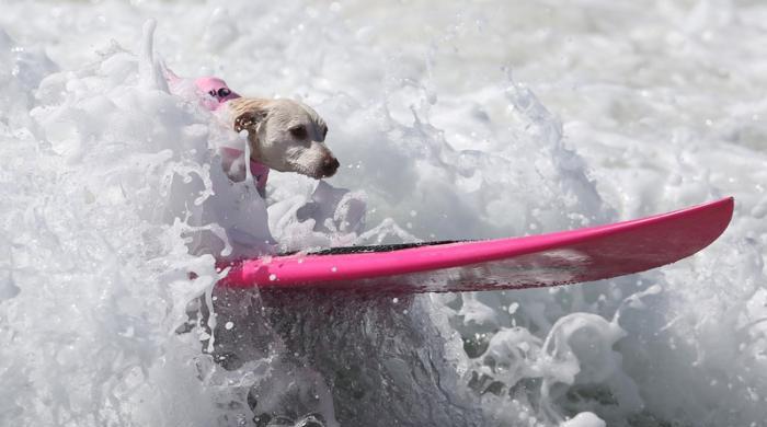 Surfing spaniels hit the waves in California
