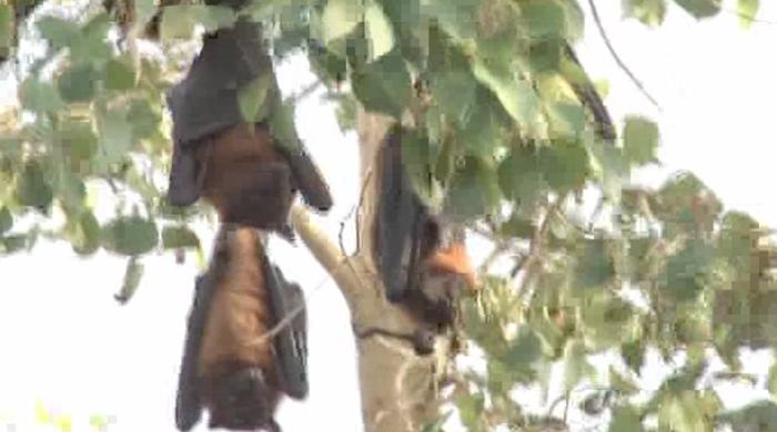 Watch this video of frightening bats in Sukkur
