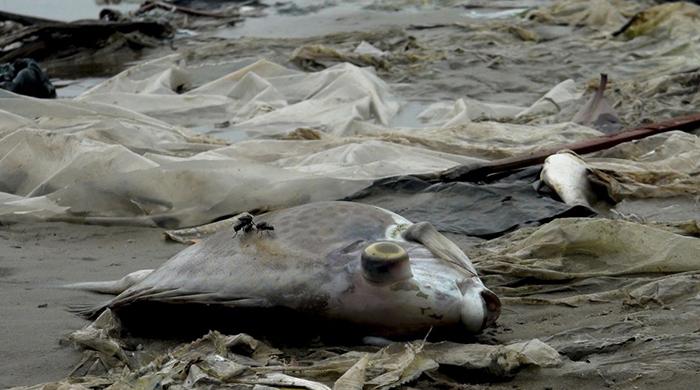Vietnam fishermen sue Taiwan firm over mass fish deaths