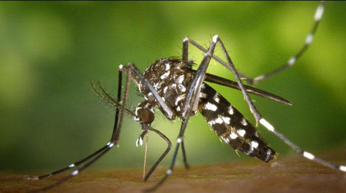 Dengue claims another life in Karachi