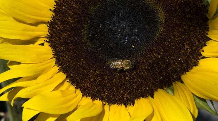 Sugar gives bees a happy buzz: study