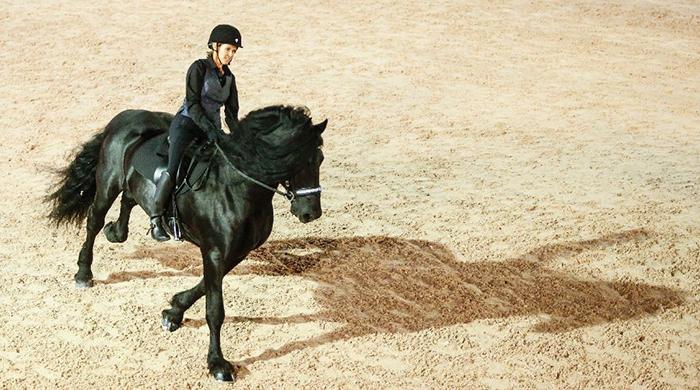 Frederik the Great: stallion and social media star