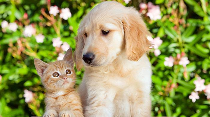 World Animal Day: Let’s promise to take care of our furry friends