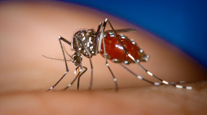 New dengue vaccine approved in 11 countries