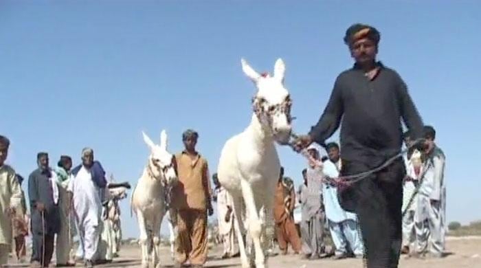 Donkey festival kick off in Badin Donkey festival kick off in Badin