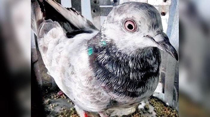 Indian forces clip wings of ‘spy’ pigeon so it can’t return to Pakistan