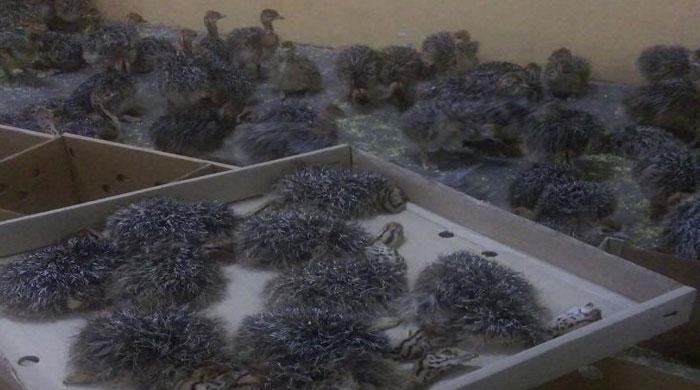 Customs' apathy leaves a dozen ostrich chicks dead at Lahore airport