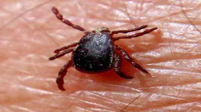 Congo fever deaths rise to 9 in Karachi