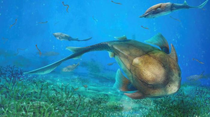 Chinese fish fossil sheds light on jaw evolution