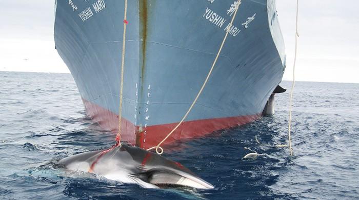 Whaling: The hunters and the hunted