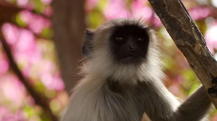 This wildlife documentary was shot in 5.7 years