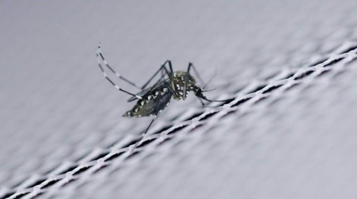 Zika no longer a world public health emergency: WHO