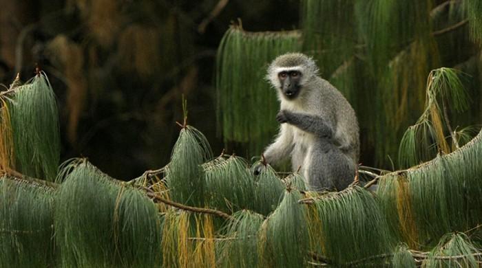 Female monkeys use wile to rally troops
