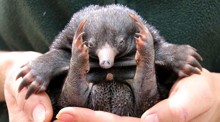 Puggles snuggle down in Sydney after rare echidna zoo births