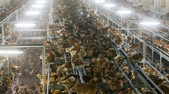 Sweden slaughters 200,000 hens on bird flu fears