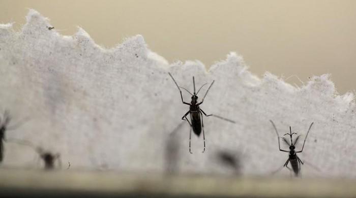 Texas reports first case of Zika likely from local mosquitoes Texas reports first case of Zika likely from local mosquitoes
