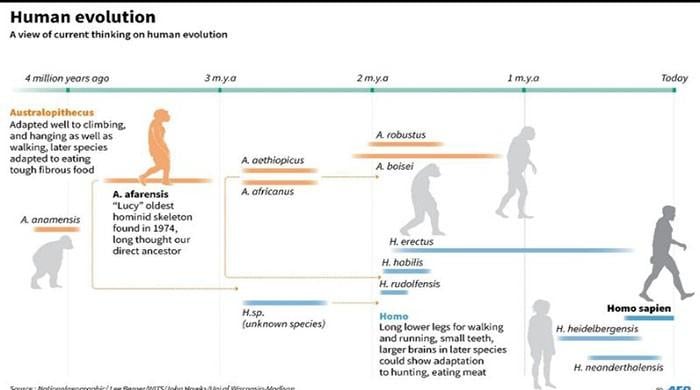 Human ancestor Lucy spent much of her time in trees: study