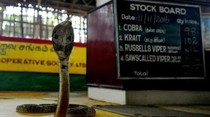 Snake-catching tribe saving lives in India