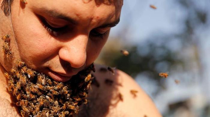 Egyptian man grows 'Beard of Bees', hopes to promote apian benefits