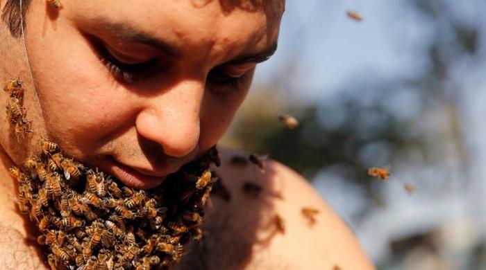 Egyptian man grows 'Beard of Bees', hopes to promote apian benefits