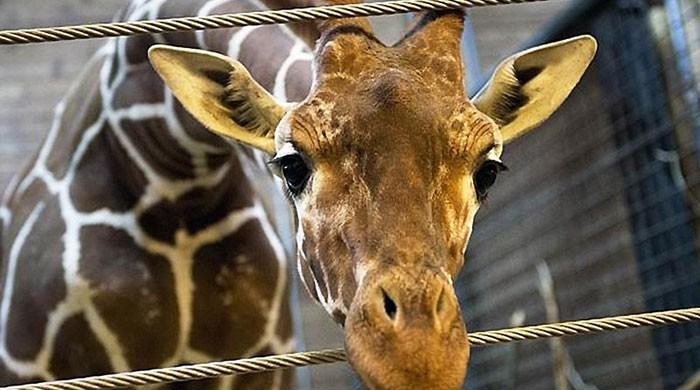 Giraffes 'threatened with extinction'
