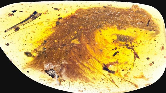 Feathered dinosaur tail found encased in amber