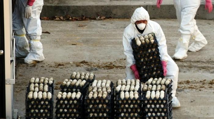 South Korea expands cull to control bird flu