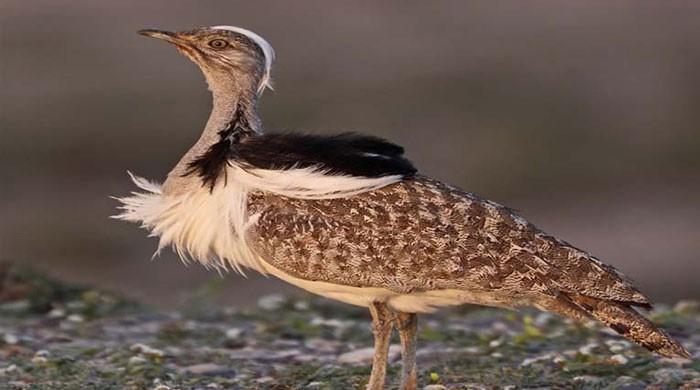 Qatar prince not allowed to hunt houbara bustard