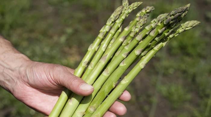 Scientists sniff out answer to 'asparagus pee' mystery