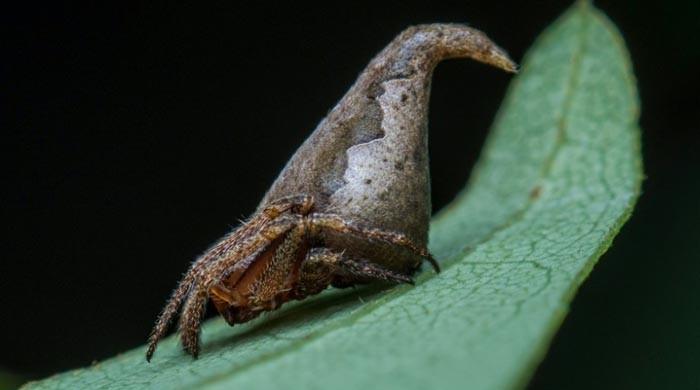 Harry Potter hat inspires name for spider species