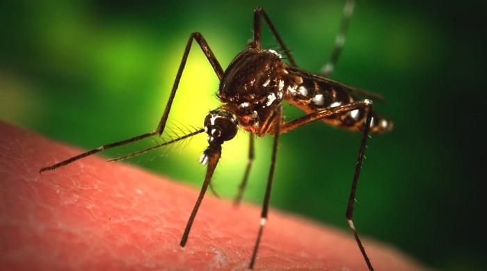 No case of Chikungunya virus in Pakistan: WHO