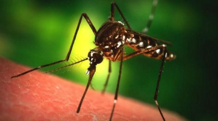 100 more patients diagnosed with Chikungunya virus in Karachi
