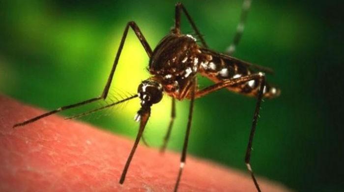 Health advisory for Chickungunya disease issued