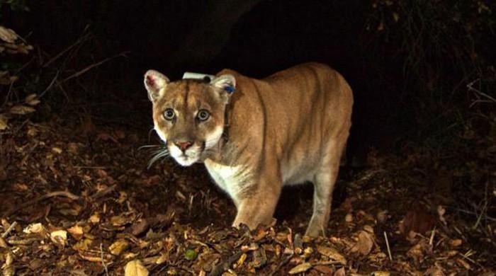 Canadian man punches cougar attacking dog near fast food store