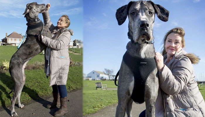 Meet the world's tallest dog | Amazing - Geo.tv