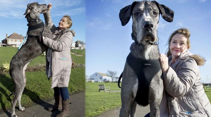 Meet the world's tallest dog